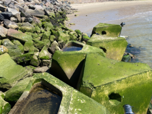 Ti uger efter installationen: ECOncrete Coastalocks med algevækst i Esbjerg Havn. Foto: ECOncrete