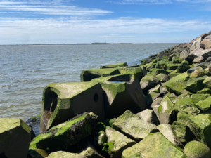 Ti uger efter installationen: ECOncrete Coastalocks med algevækst i Esbjerg Havn. Foto: ECOncrete